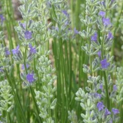 Front Page -PlantAura Shop lavandula angustifolia flowerkisser delft blue flower