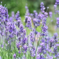 Vera English Lavender -PlantAura Shop lavandula angustifolia vera