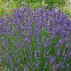 Vera English Lavender -PlantAura Shop lavandula angustifolia vera cc 1