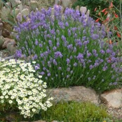 Wee One Dwarf English Lavender -PlantAura Shop lavandula angustifolia wee one with melampodium leucanthum 1