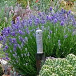 Wee One Dwarf English Lavender -PlantAura Shop lavandula angustifolia wee one with trowel for size cc 1