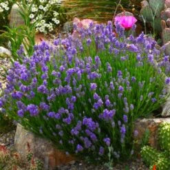 Wee One Dwarf English Lavender -PlantAura Shop lavandula angustifolius wee one 1