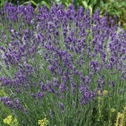 Front Page 19 Front Page -PlantAura Shop lavandula buena vista lavender flowers 2