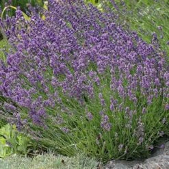 Buena Vista English Lavender -PlantAura Shop lavandula buena vista lavender garden 2