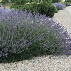 Grosso French Lavender -PlantAura Shop lavandula grosso 63152 web 3 1 1