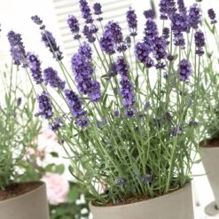 Hidcote Blue English Lavender -PlantAura Shop lavandula hidcote lavender pot 1