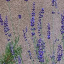 Gros Bleu French Lavender -PlantAura Shop lavandula inter gros bleu close up 1