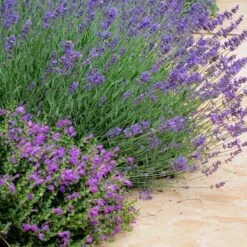 Dark Violet Skullcap (Scutellaria) -PlantAura Shop lavandula pastor pride scutellaria violet cloud