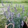 Sensational!™ Lavender