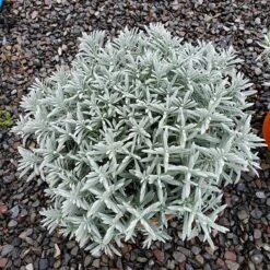 Sensational!™ Lavender -PlantAura Shop lavandula sensational 1