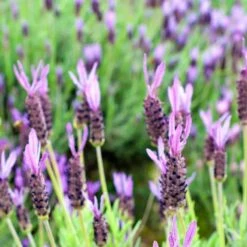 Purple Ribbon Spanish Lavender -PlantAura Shop lavandula stoechas purple ribbon spanish lavender flowers 1
