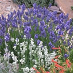 Front Page 17 Front Page -PlantAura Shop lavandula angustifolia 63119 1 web 2