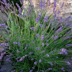 Sharon Roberts English Lavender -PlantAura Shop lavandula sharon roberts 1 1 1