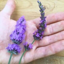 Sensational!™ Lavender -PlantAura Shop lavender phenomenal flower hand