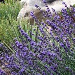 Sharon Roberts English Lavender -PlantAura Shop lavender sharon roberts 1