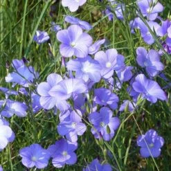 Spanish Blue Flax (Linum) -PlantAura Shop linum narbonense spanish blue flax 1 cropped