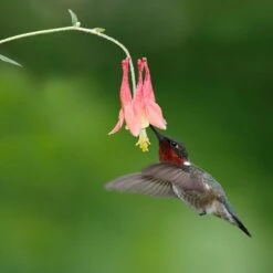 Little Lanterns Columbine -PlantAura Shop little lanters columbine hummingbird