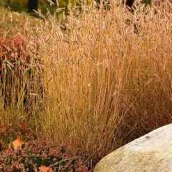 Little Prairie Native Wildflower Seed Mix -PlantAura Shop little prairie mix blue grama grass bouteloua gracilis