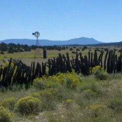 Little Prairie Native Wildflower Seed Mix -PlantAura Shop little prairie mix bouteloua gracilis meadow