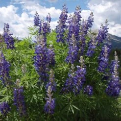 High Country Meadow Native Wildflower Seed Mix -PlantAura Shop lupine mountainside