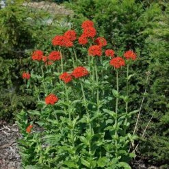 Maltese Cross (Silene) -PlantAura Shop lychnis chalcedonica 3