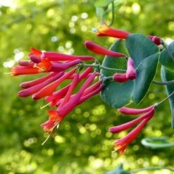 Major Wheeler Honeysuckle Vine -PlantAura Shop major wheeler honeysuckle vine c