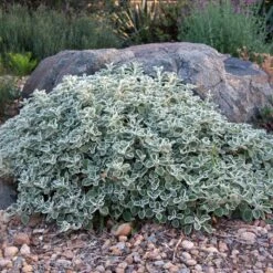Silver Edged Horehound (Marrubium) -PlantAura Shop marrubium rotundifolium david winger1 plant select cropped