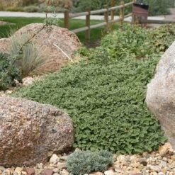 Silver Edged Horehound (Marrubium) -PlantAura Shop marrubium rotundifolium plant select cropped