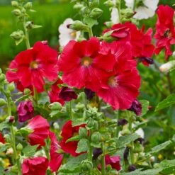 Mars Magic Single Hollyhock -PlantAura Shop mars magic single hollyhock alcea rosea walters garden flowers