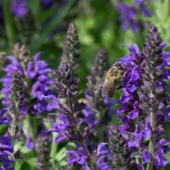 May Night Salvia -PlantAura Shop may night savlia bee