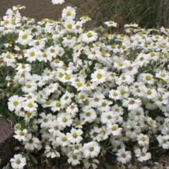 Blackfoot Daisy (Melampodium) -PlantAura Shop melampodium leucanthemum 82609 1