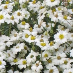 Blackfoot Daisy (Melampodium) -PlantAura Shop melampodium leucanthemum close up 1