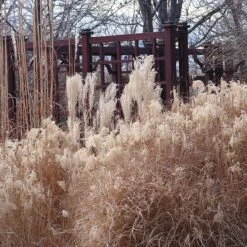 Gracillimus Miscanthus Grass -PlantAura Shop miscanthus ornamental grass winter