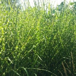 Gold Breeze Miscanthus Grass -PlantAura Shop miscanthus gold breeze 2 cropped