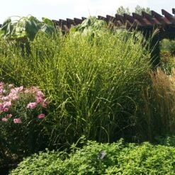 Gold Breeze Miscanthus Grass -PlantAura Shop miscanthus gold breeze 3 cropped