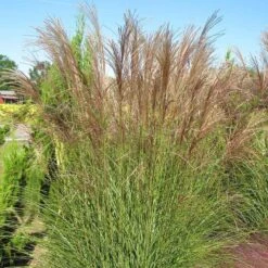Gracillimus Miscanthus Grass -PlantAura Shop miscanthus gracillimus hni 03 cropped