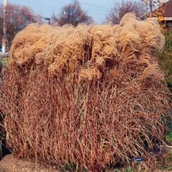 Gracillimus Miscanthus Grass -PlantAura Shop miscanthus gracillimus walters gardens cropped