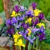 Dwarf Specie Iris Mix (Mini Iris)