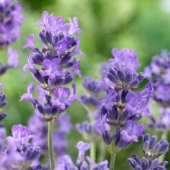 Front Page -PlantAura Shop munstead violet english lavender closeup