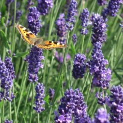 Munstead Violet English Lavender -PlantAura Shop munstead violet english lavender meadow pollinator