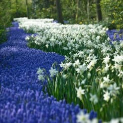 Thalia Daffodil -PlantAura Shop narcissus thalia muscari armen 2