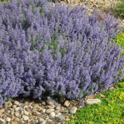 Select Blue Nepeta -PlantAura Shop nepeta faassenii select blue delosperma nubiginum