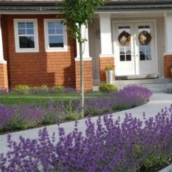 Little Trudy® Nepeta -PlantAura Shop nepeta little trudy catmint must credit plant select 1