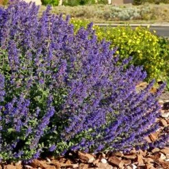 Walker's Deep Blue Nepeta -PlantAura Shop nepeta walkers dark blue 4 cc cropped