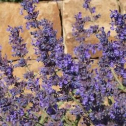 Front Page -PlantAura Shop nepeta walkers dark blue close up of flwr cropped 1