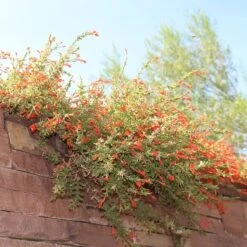 Orange Carpet® Creeping Hummingbird Trumpet (Zauschneria) -PlantAura Shop orange carpet creeping hummingbird trumpet zauschneria hanging garden flowers