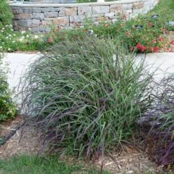 Ruby Ribbons® Prairie Switchgrass -PlantAura Shop panicum virgatum ruby ribbons switchgrass 6 1