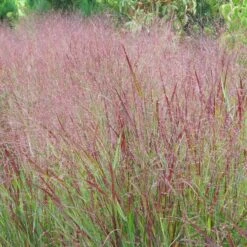 Shenandoah Switch Grass -PlantAura Shop panicum shenandoah hni 1 cropped