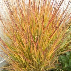 Ruby Ribbons® Prairie Switchgrass -PlantAura Shop panicum virgatum ruby ribbons 2 1