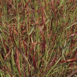 Shenandoah Switch Grass -PlantAura Shop panicum virgatum shenandoah 74540 web 2 1
